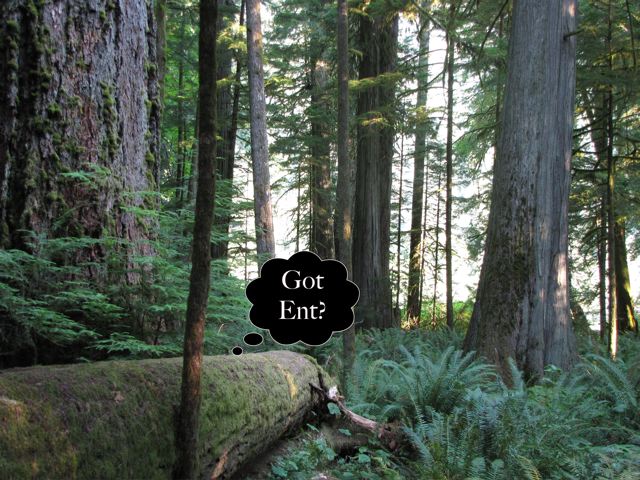 Got Ent
