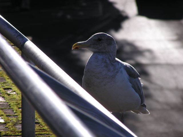 P1010005