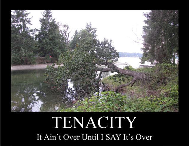 Tenacity