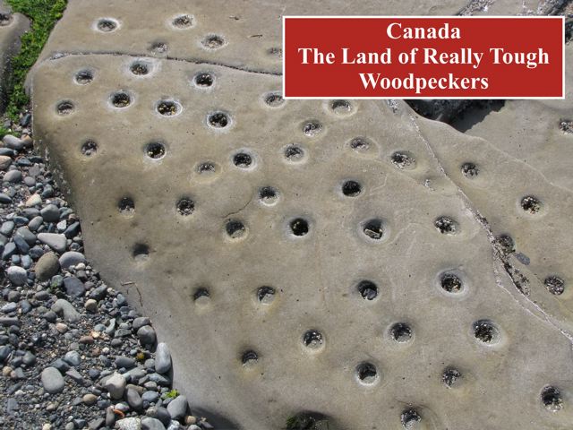 Woodpeckers