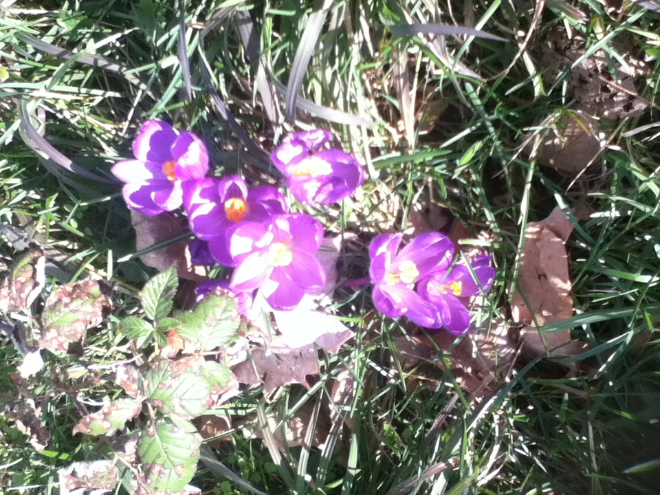 Crocus1
