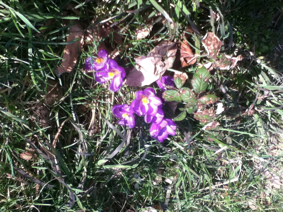Crocus2