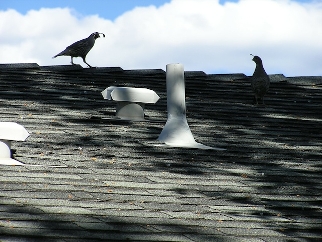 Quail