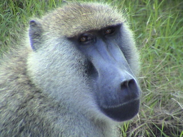 AmboseliBabboon