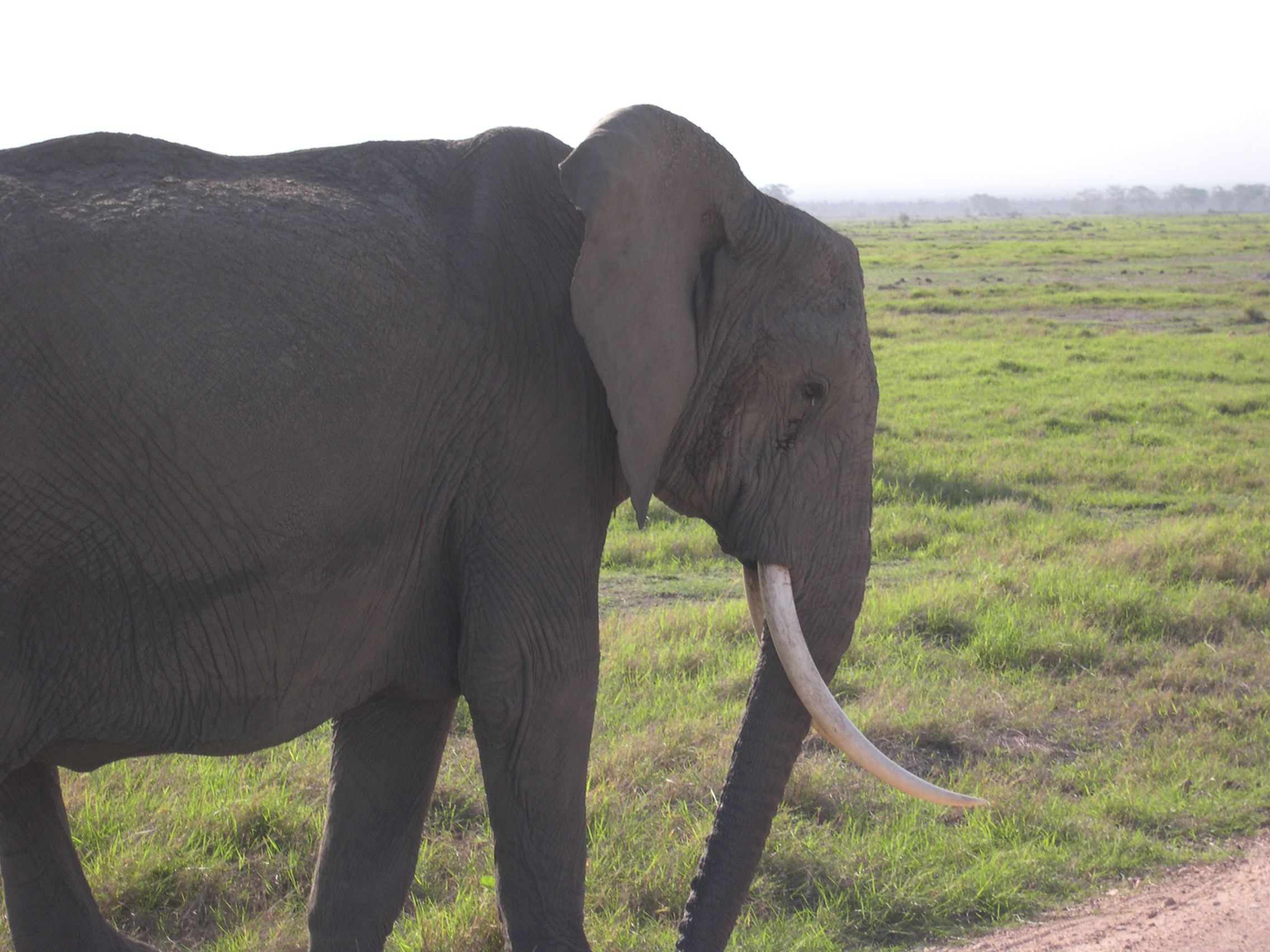 Elephantclose