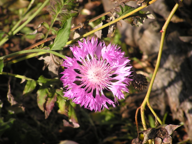 P1010008