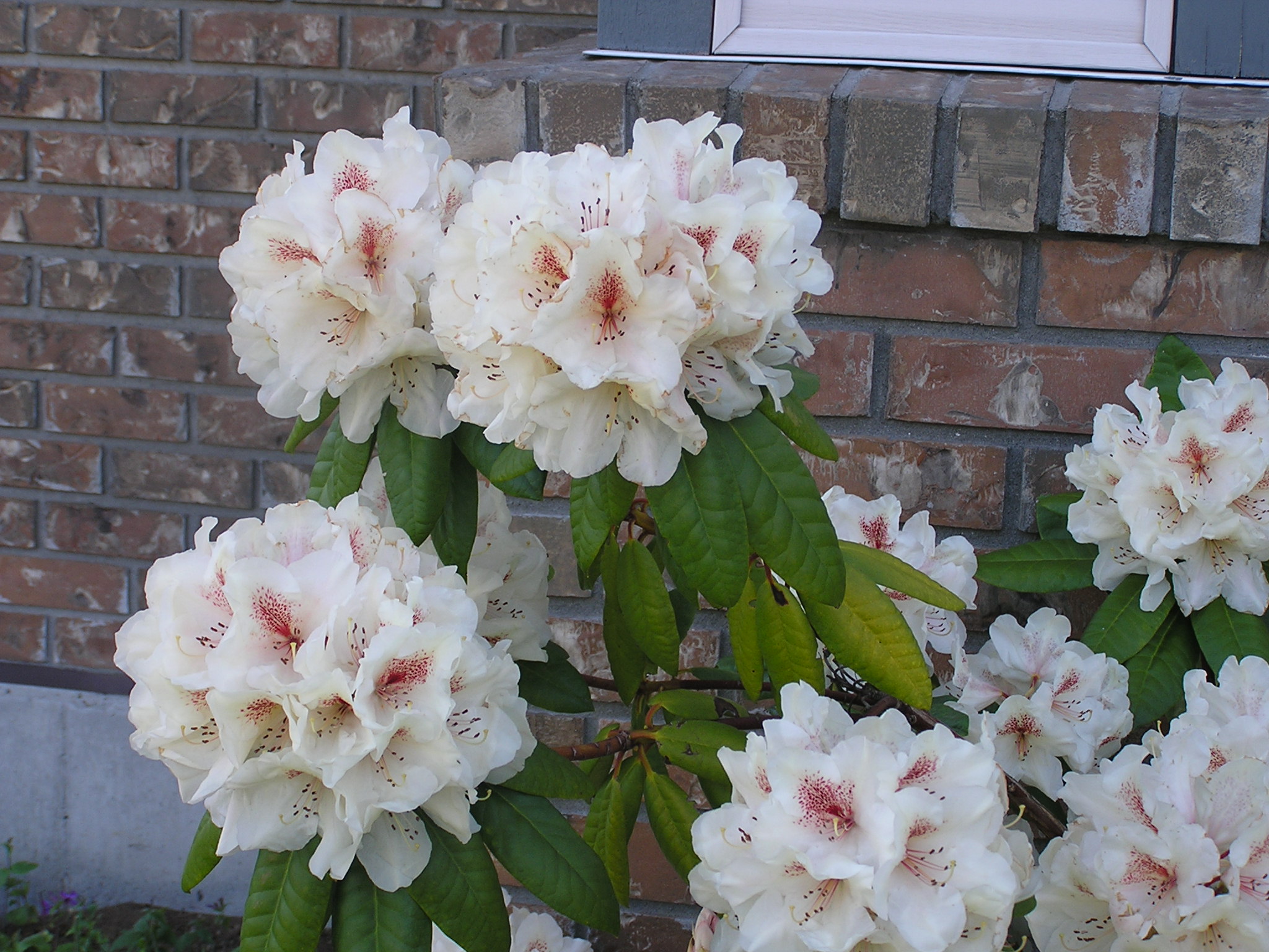 P1010017