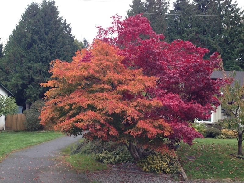 TreeFall