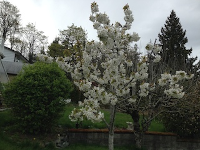 unknown